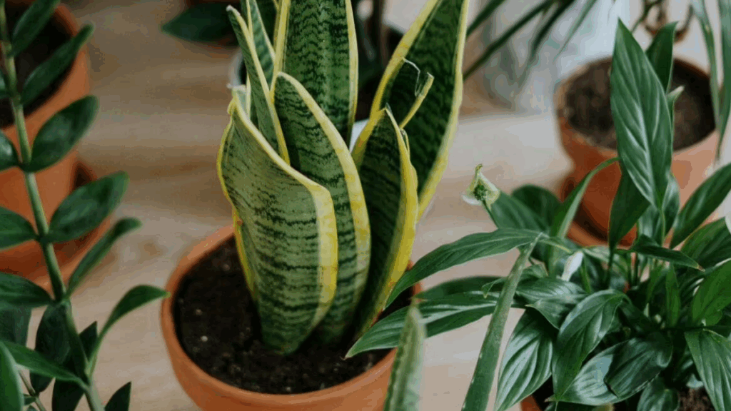 Conheça 7 plantas que sobrevivem com rega mensal